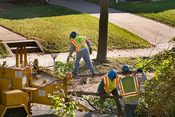 Reliable Lloyd Harbor, NY Tree Removal and Landscaping Services Solutions